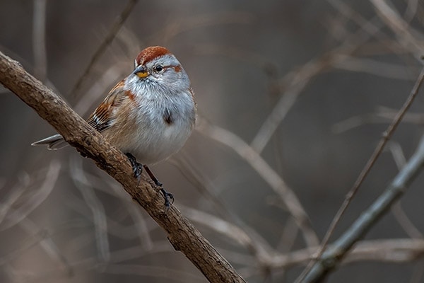 American Tree Sparrow on a branch