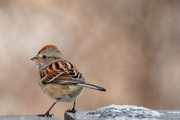 American Tree Sparrow on brick