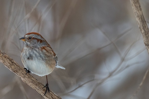 American Tree Sparrow on tree