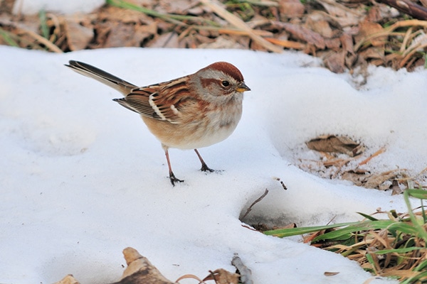 American Tree Sparrow