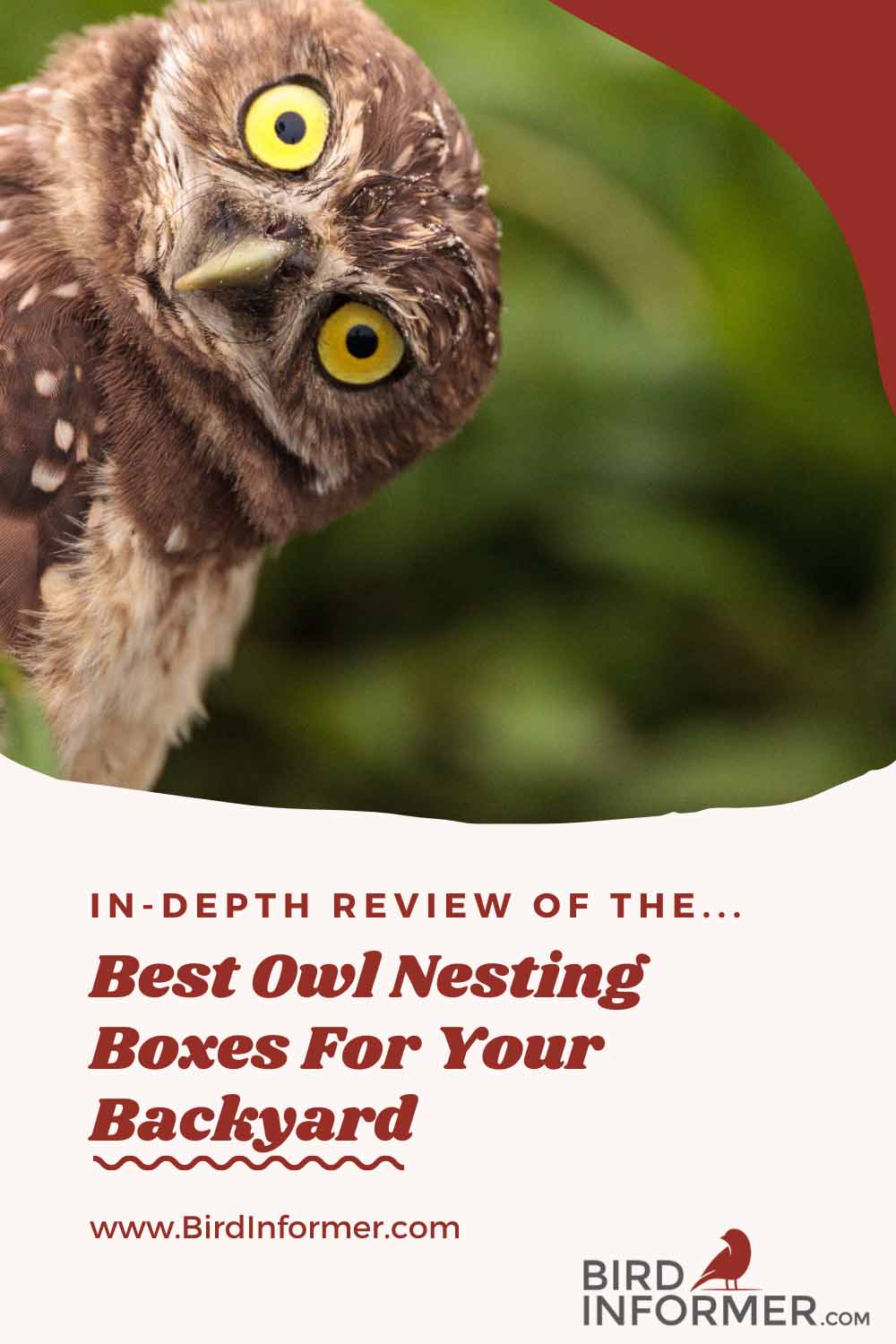 Best Owl Boxes