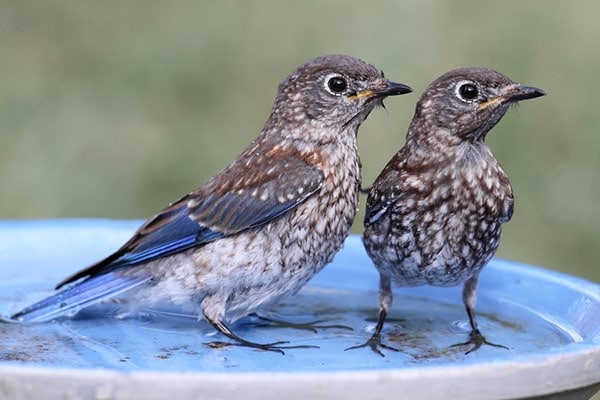 two birds in birdbath