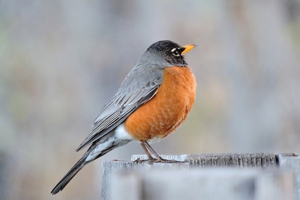 Red Robin In Winter