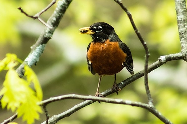 Red Robin eating