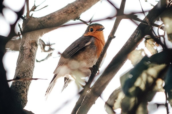 Robin bird in tree