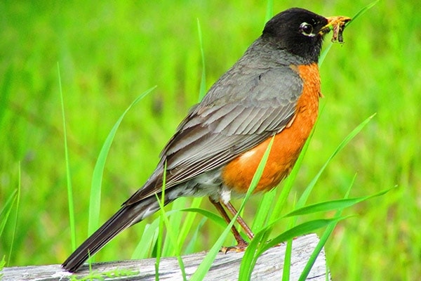 American robin - Bird Informer