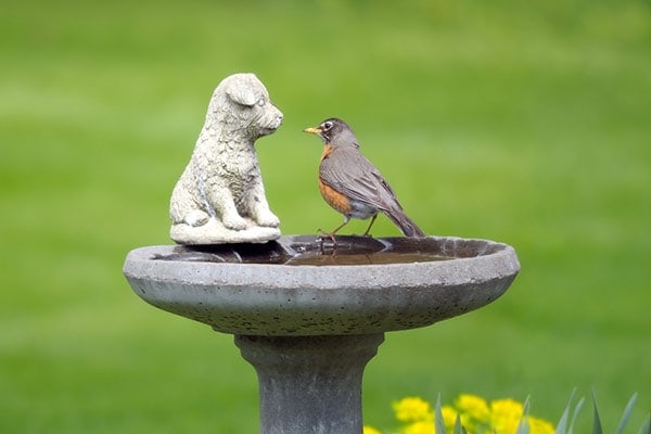 robin in a bird bath taring at dog statue