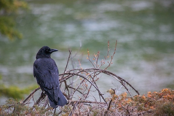 American Crow by river