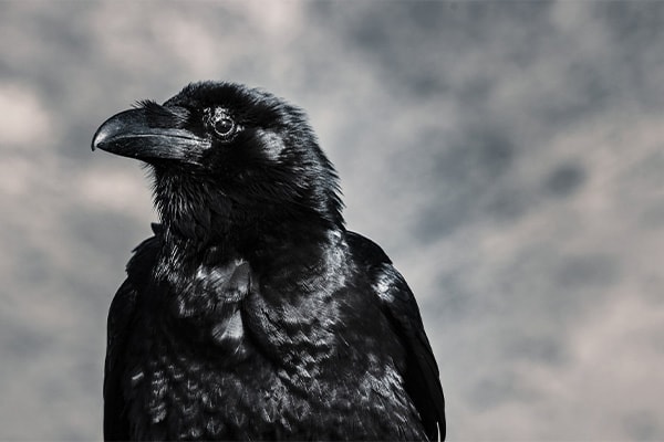 American Crow close-up view