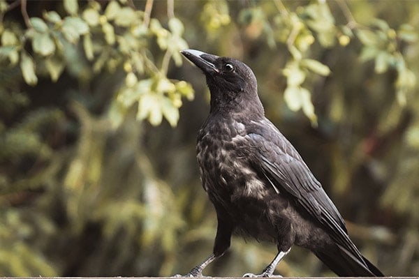 Crow in sunlight