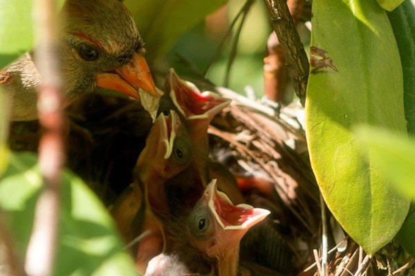 Baby cardinals being fed in nest