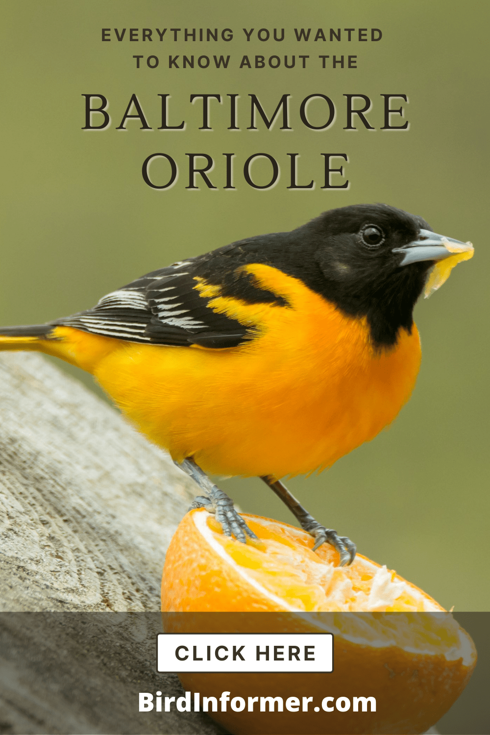 Baltimore Oriole