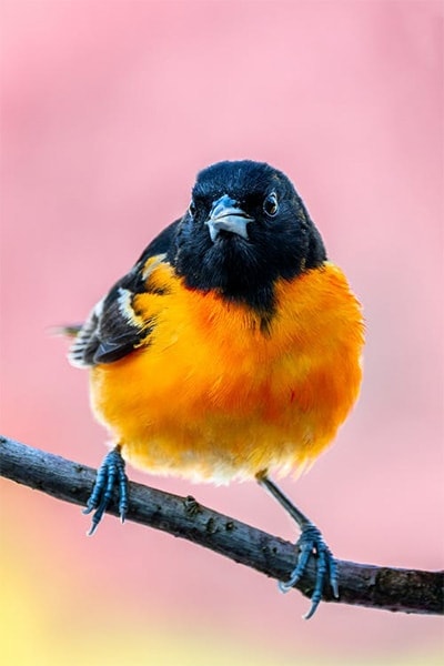 Baltimore Oriole front view