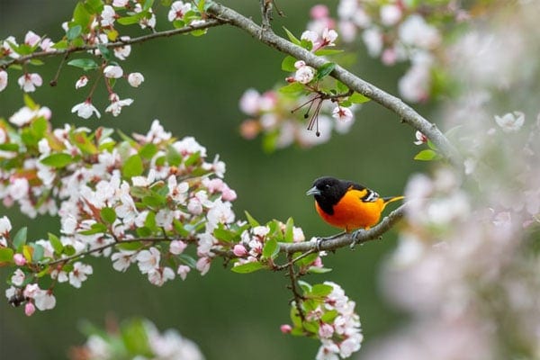 Baltimore Oriole in tree