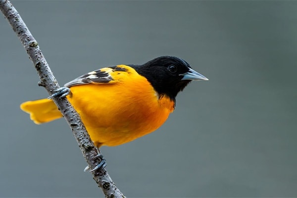 Baltimore Oriole landing