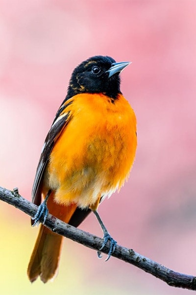 Baltimore Oriole side view