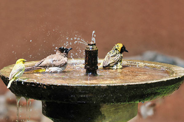 Birds In A Bird Bath In The Sun