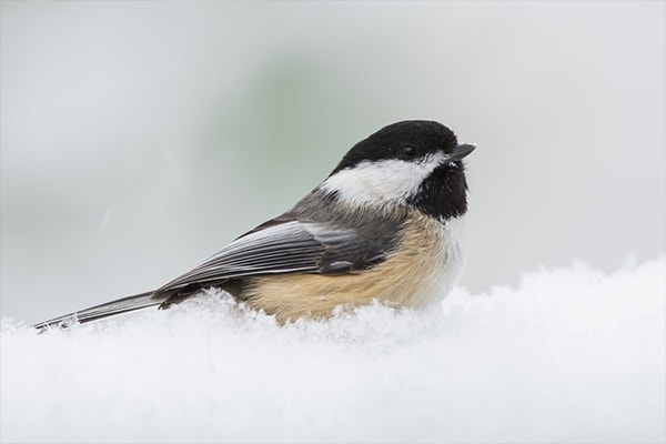 Black-Capped Chickadee In Snow