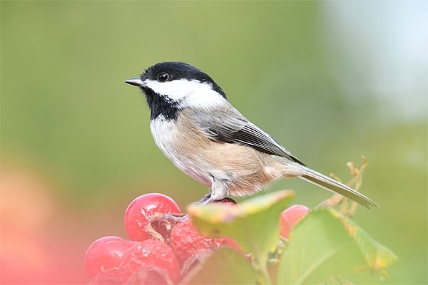 Black-Capped Chickadee In Tree