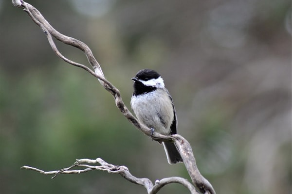 Black-Capped Chickadee On Branch