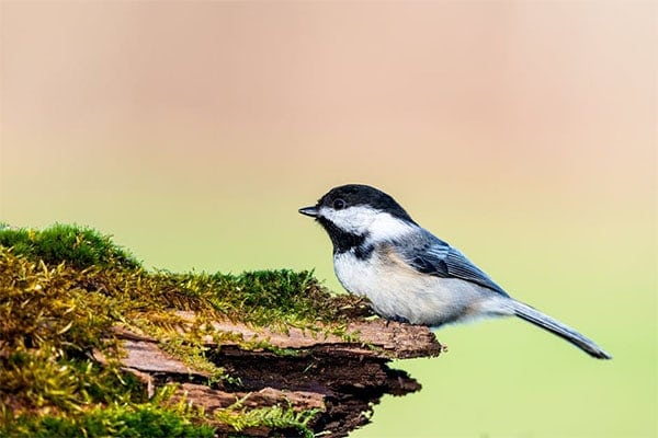 Black-Capped Chickadee Sideview