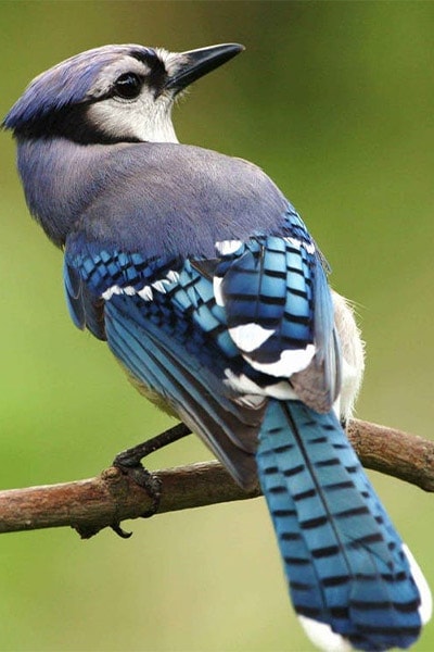 Blue Jay Back View