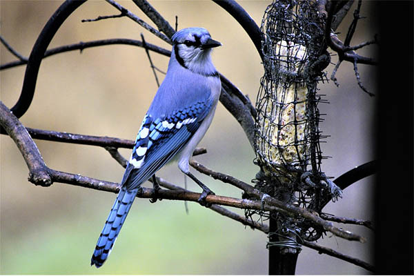 Blue Jay on branch in winter