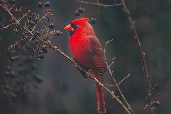 How To Attract Cardinals To Bird Feeders