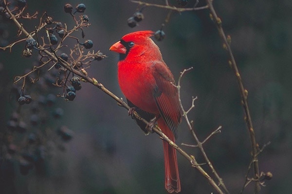 Cardinal in backyard on blueberry bush