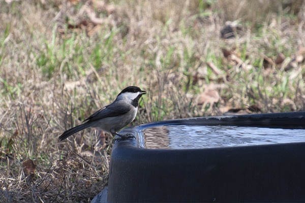 Carolina Chickadee at birdbath