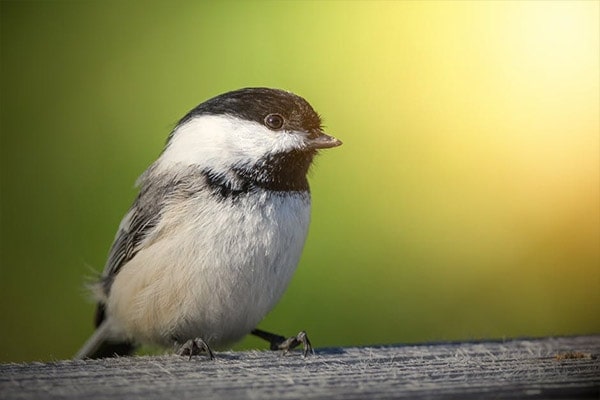 Carolina Chickadee close-up view