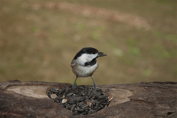 Carolina Chickadee eating