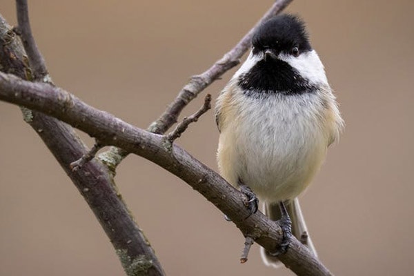 Carolina Chickadee in tree