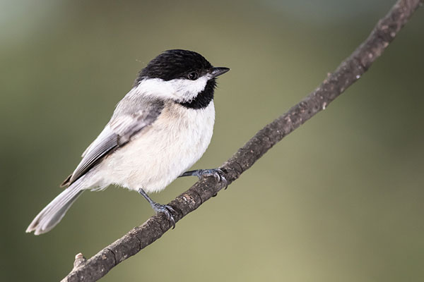 Carolina Chickadee