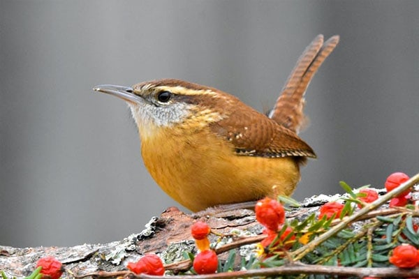 Carolina Wren Eating