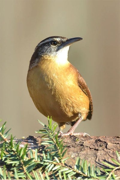 Carolina Wren In Sunlight