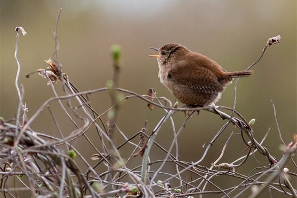 Carolina Wren In Tree