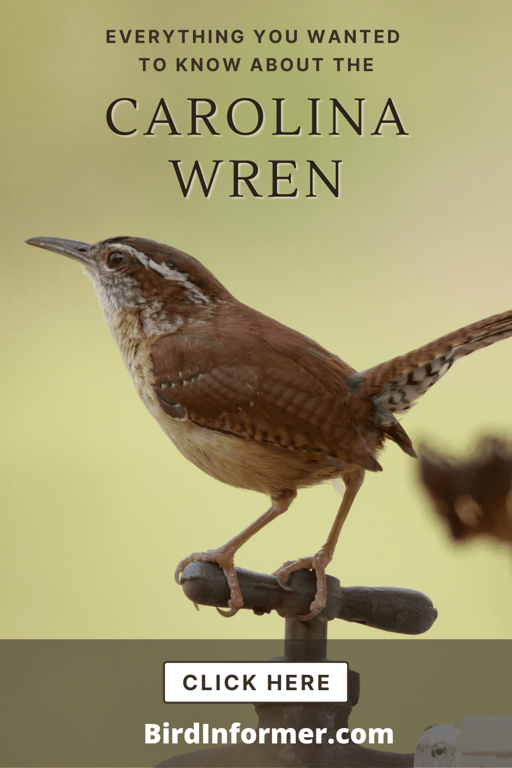 Carolina Wren