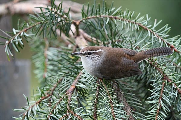 Carolina Wren Perched In Pine Tree