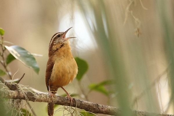 Carolina Wren Singing