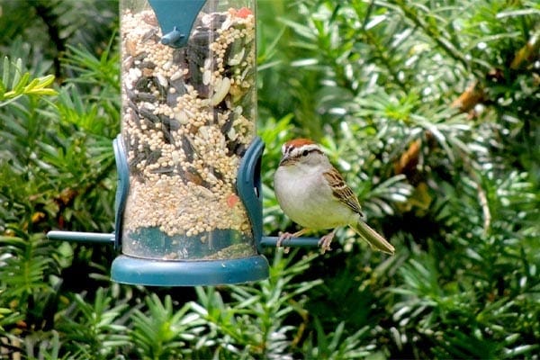 Chipping Sparrow Eating