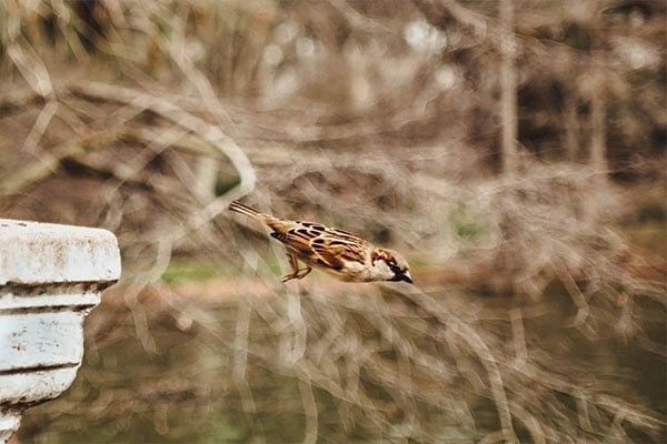 Chipping Sparrow Flying