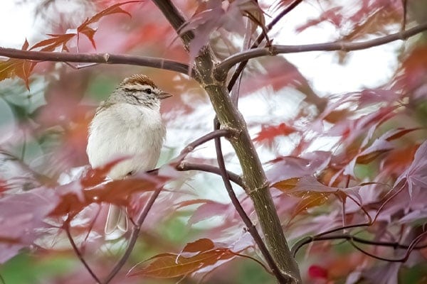 Chipping Sparrow In Maple Tree