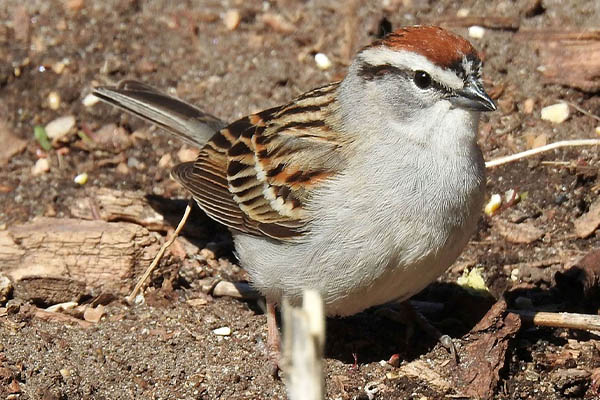 Chipping Sparrow On Ground