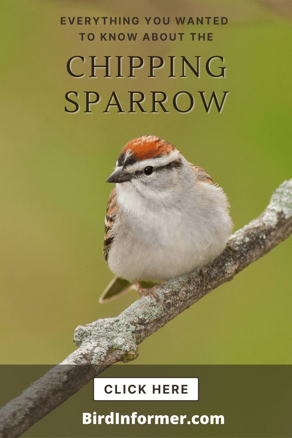 Chipping Sparrow