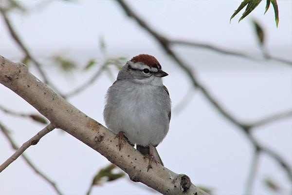 Chipping Sparrow Perched On Branch