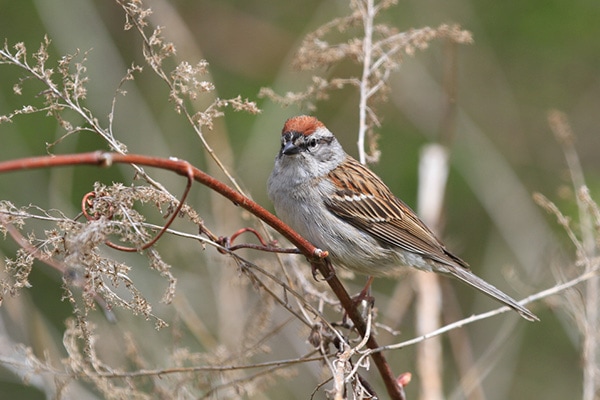 Chipping Sparrow