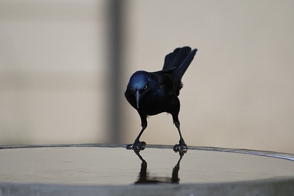 Common Grackle frontview