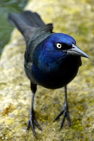 Common Grackle on rock