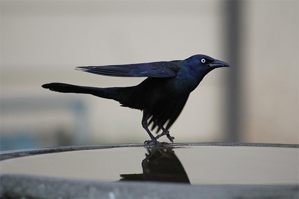 Common Grackle sideview